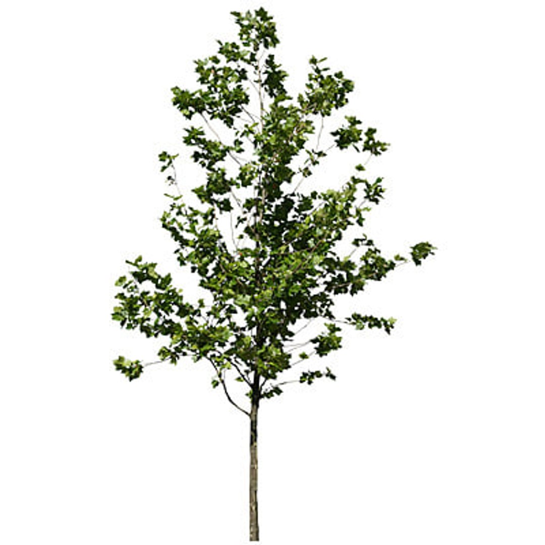  https://p.turbosquid.com/preview.turbosquid.com/Preview/2014/08/01__17_25_29/Trees 2-22 TS.jpgcd473e45-9364-43cf-aaaa-167eaea69613Larger/jpg/1217967534/1920x1080/fit_q87/a4164515d18283be10c903f9752e63074d697032/Trees 2-22 TS.jpgcd473e45-9364-43cf-aaaa-167eaea69613Larger.jpg